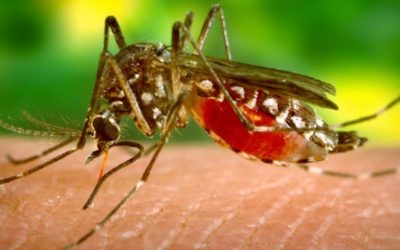 Retinal Lesions Linked to Zika Virus